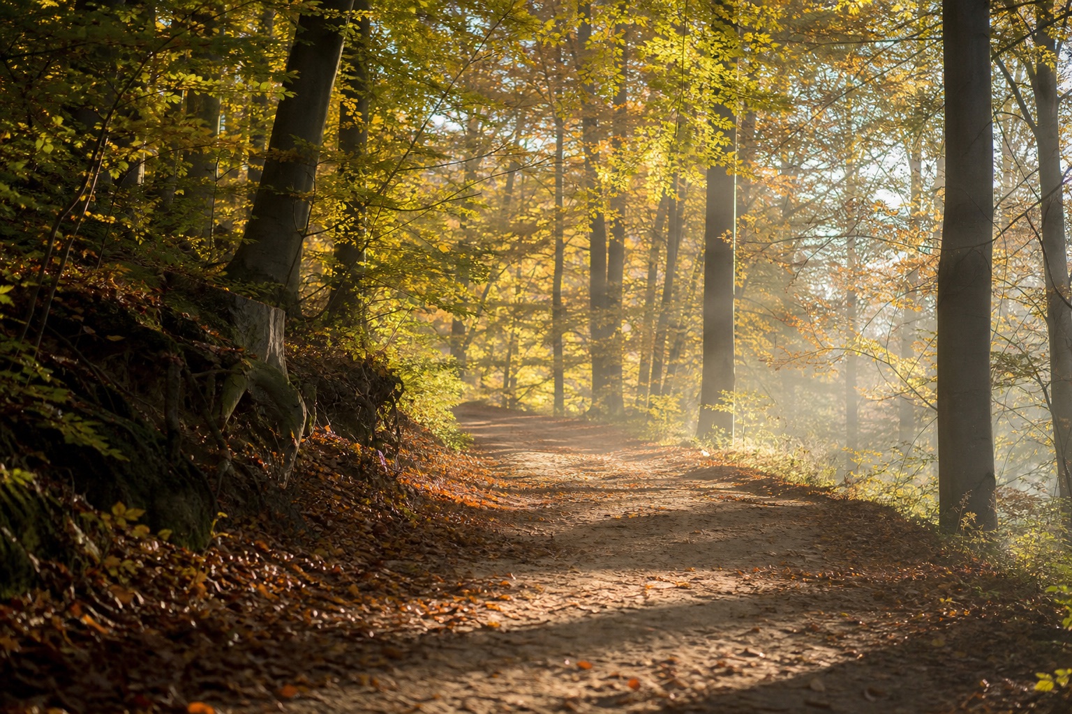 Sandiger Waldweg mit leichter Steigung, der sich im warmen Herbstlicht zwischen hohen Buchen Richtung Licht schlängelt